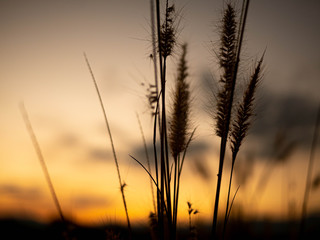 Fototapeta premium Beautiful scene of grass flower with wind blows gently on sunset background. This grass flower scientific name is Pennisetum pedicellatum.