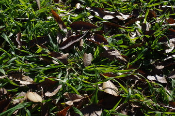 草の上の落ち葉