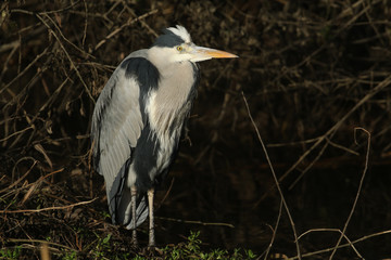  A hunting Grey Heron, Ardea cinerea, standing at the edge of a river.