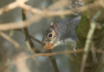 A cute Grey Squirrel, Scirius carolinensis, sitting in a tree with food in its mouth.