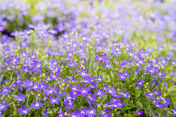 field of purple flowers in the garden