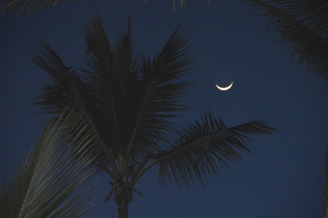Punta Cana night sky with palm tree and moon