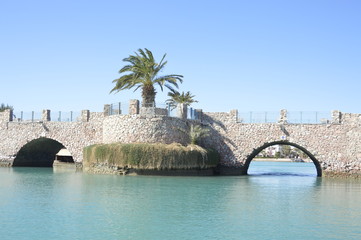 Lonely palm tree growing on the bridge