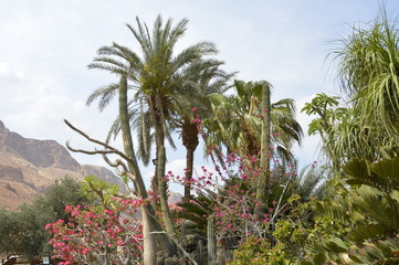 palm trees growing near kibbutz in Israel