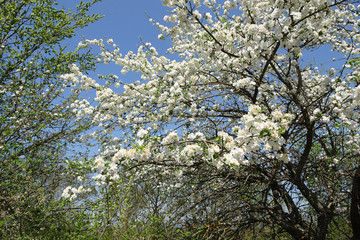 branches of a spring blossoming apple tree against the sky