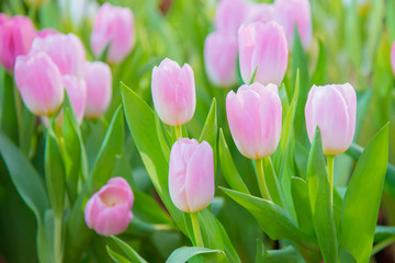 pink tulips in the garden