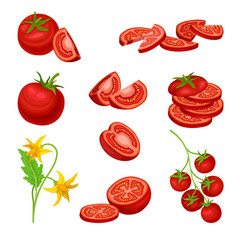 Fresh Red Tomatoes Collection, Whole and Sliced Ripe Organic Healthy Vegetables Vector Illustration