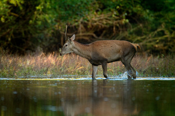 Deers in side-branch of the Drava River
