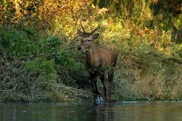 Deers in side-branch of the Drava River
