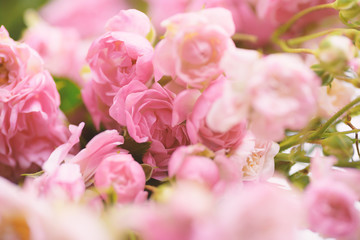 Beautiful pink roses flower blossom for background