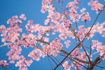 cherry tree blossom in spring season with blue sky