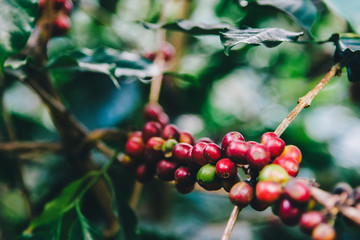 Arabicas Coffee Tree on Coffee tree at Doi Chaang in Thailand, Coffee bean Single origin words...