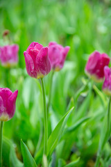 pink tulips in the garden