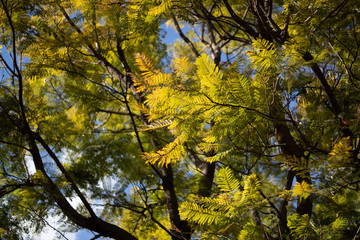 Green and yellow leaves, three leaves