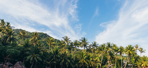 coconut palm tree on the beach of thailand, coconut tree with blur sky on the beach for summer concept background.