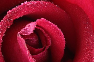 close up red rose with water drops on soft lens
