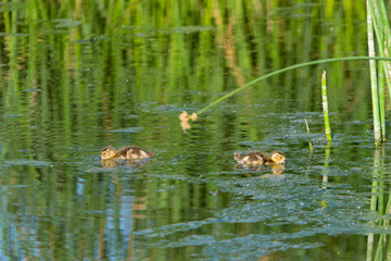 duckling swimming feeding pond