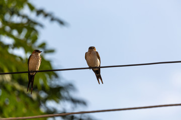 Bird on wire and green leaves