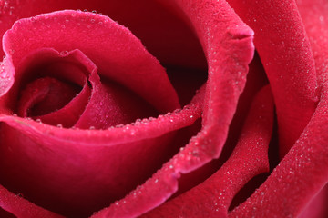 close up red rose with water drops on soft lens 