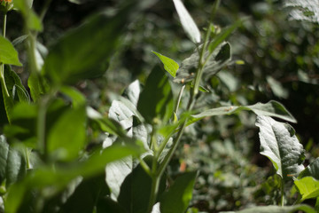 close up of leaves and grass
