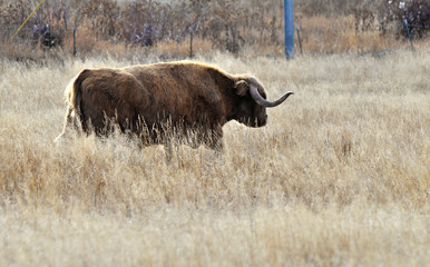 Highland bull strolls through morning light in its pasture.