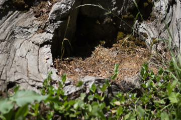 close up of leaves and grass