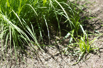 close up of leaves and grass