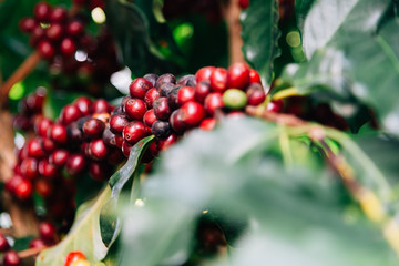 Obraz premium Arabicas Coffee Tree on Coffee tree at Doi Chaang in Thailand, Coffee bean Single origin words class specialty.vintage nature background