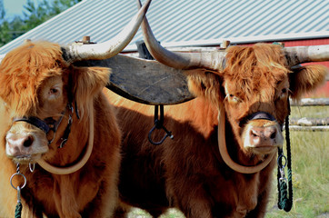 Pair of Highland cattle draft animal in yoke for pulling.