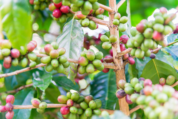 Arabicas Coffee Tree on Coffee tree at Doi Chaang in Thailand, Coffee bean Single origin words class specialty.vintage nature background