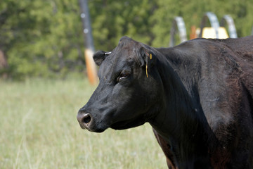 Obraz na płótnie Canvas Cow in field squinting against bright sun.