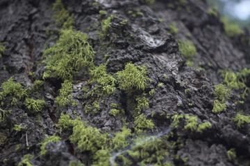 close up of moss 