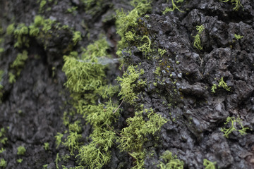 close up of moss 
