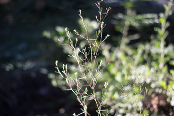 close up of leaves and grass