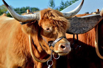 Highland cow draft animal in yoke for pulling.