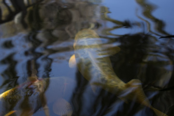 fish in aquarium
