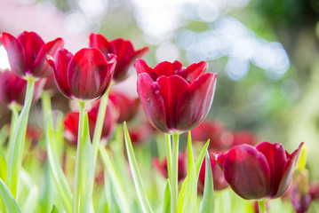 Tulips flower in the garden,Nature concept spring season and summer season background