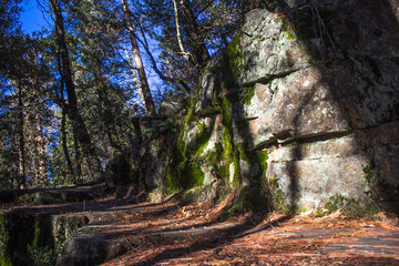 forest in winter