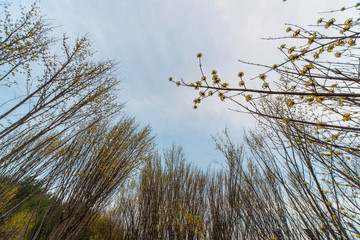 空に向かって伸びている黄色い小さい花