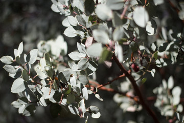close up of leaves
