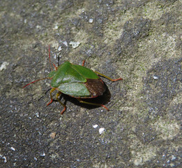  green shield bug (Palomena prasina ) on a stone