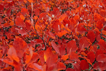 Autumn red leaves of sumach. Background of autumn red leaves. Autumn forest.