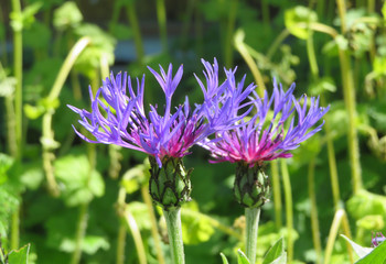 closeup of two purple cornflowers