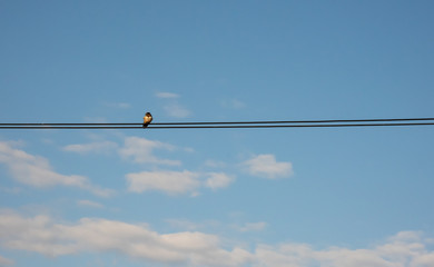 Bird perched on wires with blue sky background