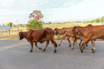 4 brown cows were walking on the road in the morning.