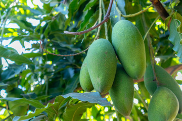 A bunch of mango fruit on the tree