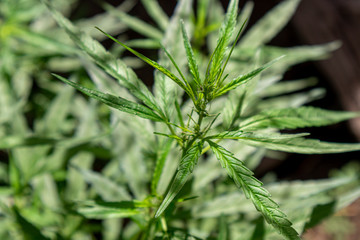 Close up Cultivation of Marijuana tree.