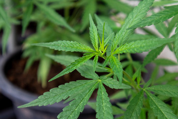Close up Cultivation of Marijuana tree.