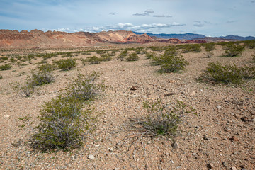 USA, Nevada, Clark County, Gold Butte National Monument. A creosote bush (Larrea tridentata) shrubland vegetation community type on a sloping alluvial fan.