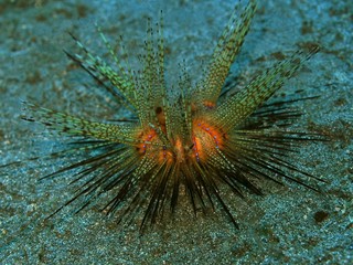 The amazing and mysterious underwater world of Indonesia, North Sulawesi, Manado, sea urchin